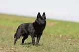 SCHIPPERKE 480